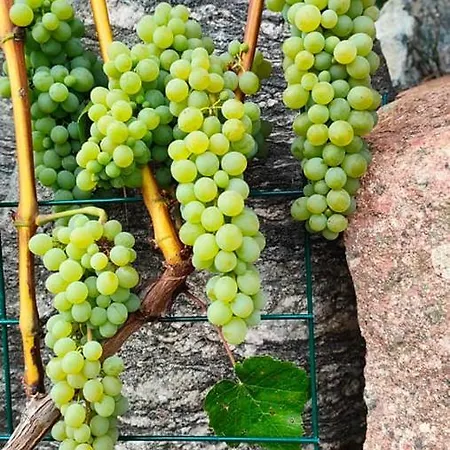 Agrowinnica Сasa de vacaciones