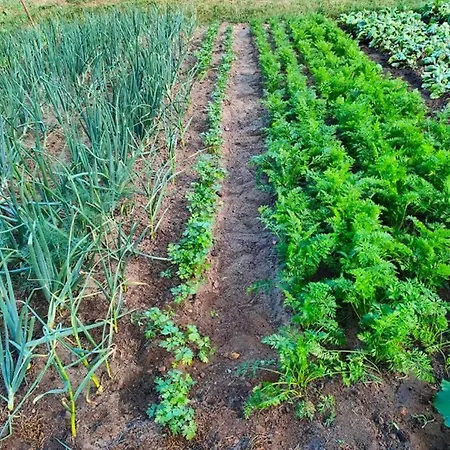 Дом отдыха Agrowinnica *