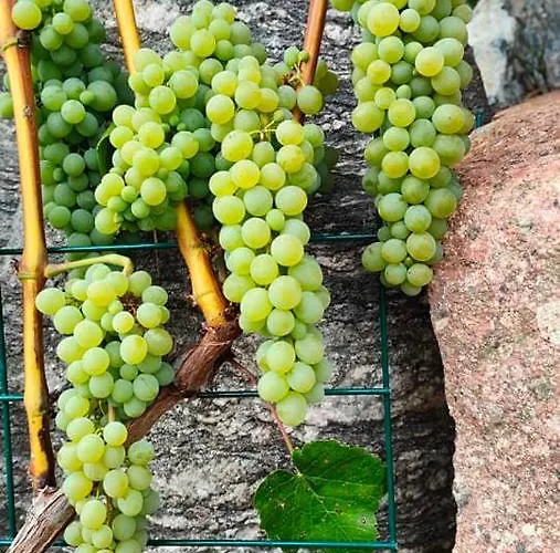 Agrowinnica בית נופש