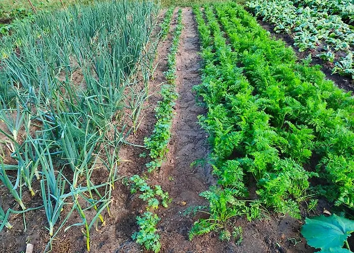 Agrowinnica Borzytuchom